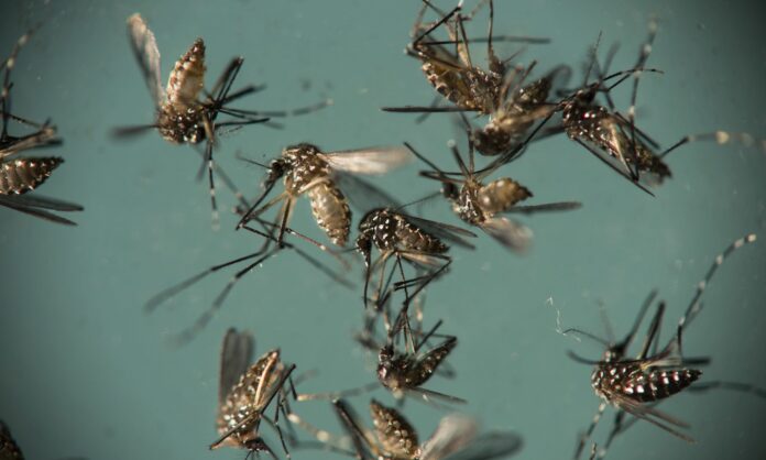 mosquitos