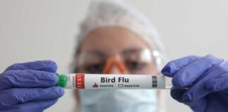 Brasil decreta estado de emergencia zoosanitaria por gripe aviar