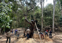 Samán El Cigarral en El Hatillo trasladado