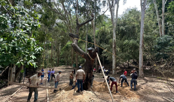 Samán El Cigarral en El Hatillo trasladado