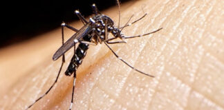 Argentina vive el brote mas histórico de dengue