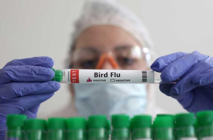 Brasil decreta estado de emergencia zoosanitaria por gripe aviar