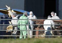 Paraguay registra casos de gripe aviar